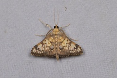 Neoanalthes nebulalis