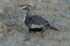 Centrocercus urophasianus