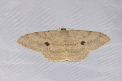 Luxiaria mitorrhaphes