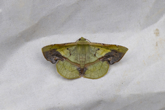 Fascellina plagiata