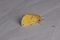 Euproctis cryptosticta