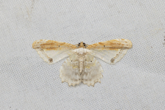 Acolutha pulchella