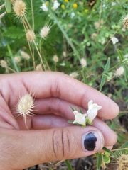 Scutellaria californica