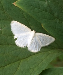 Lomographa vestaliata
