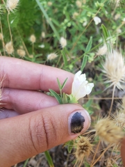 Scutellaria californica