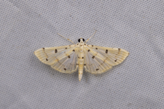 Pycnarmon aeriferalis