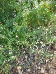 Scutellaria californica