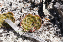 Drosera zonaria