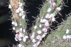 Dactylopius tomentosus