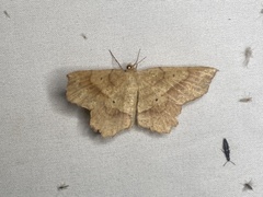 Euchlaena pectinaria