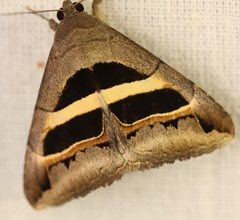 Grammodes geometrica