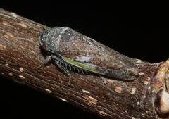 Hamana gelbata