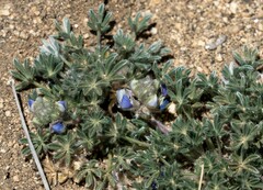 Lupinus breweri bryoides