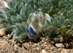 Lupinus breweri bryoides