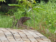 Varanus salvator salvator