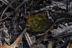 Drosera zonaria