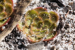 Drosera zonaria