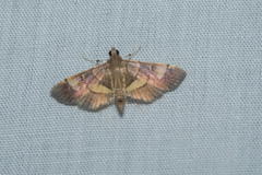 Syngamia falsidicalis