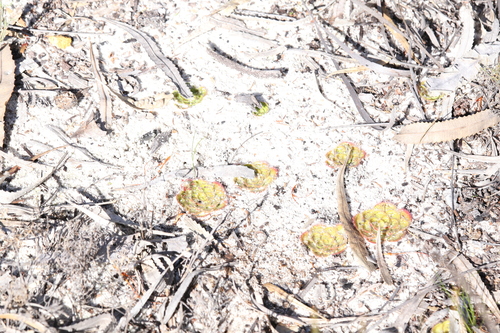 Image of Drosera zonaria by (c) Hugo Innes, some rights reserved (CC BY)