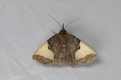 Ochrotrigona triangulifera