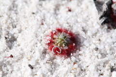 Drosera minutiflora