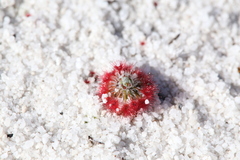 Drosera minutiflora