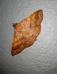 Eulepidotinae