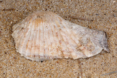 Arca navicularis