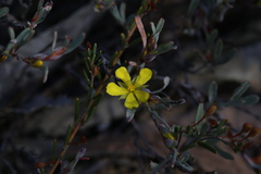 Hibbertia subvaginata