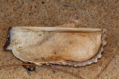 Arca navicularis