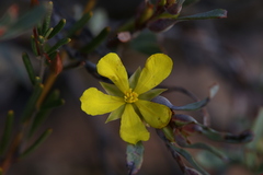 Hibbertia subvaginata