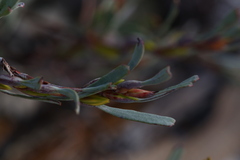 Hibbertia subvaginata