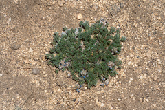 Lupinus breweri bryoides