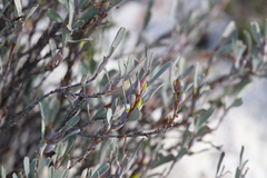 Hibbertia subvaginata