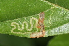 Stigmella rhamnella
