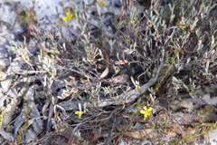 Hibbertia subvaginata