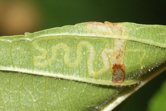 Stigmella rhamnella