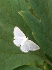 Lomographa vestaliata