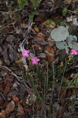 Asterolasia grandiflora