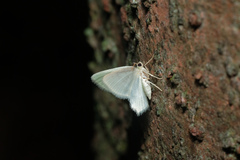 Idiochlora minuscula