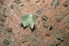 Idiochlora minuscula