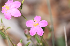 Asterolasia grandiflora