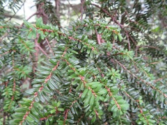 Tsuga diversifolia