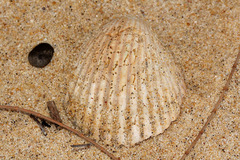 Vasticardium vertebratum