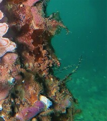 Helcogramma decurrens