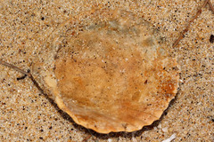 Vasticardium vertebratum