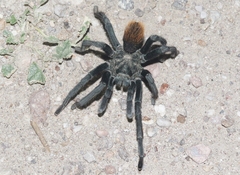 Aphonopelma peloncillo