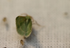 Microloxia indecretata