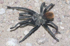 Aphonopelma peloncillo