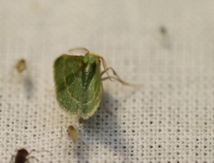 Microloxia indecretata